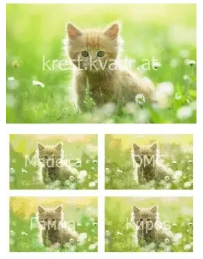 Котенок среди природы