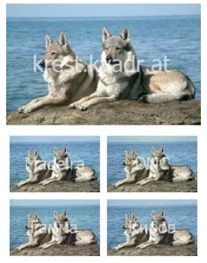 Два волка