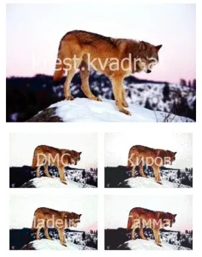 Рыжий волк на снегу