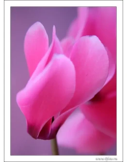 239 фото высокого качества Цикламен, цветы, фотобанк