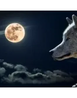 Советник Ночной волк