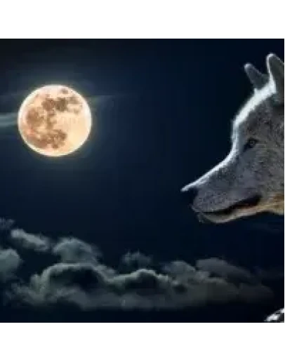 Советник Ночной волк