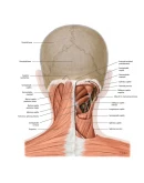Gilroy A.M. Atlas of Anatomy