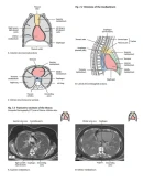 Gilroy A.M. Atlas of Anatomy