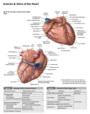 Gilroy A.M. Atlas of Anatomy