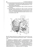 Хомутов А.Е., Кульба С.Н. - Анатомия ЦНС