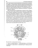 Хомутов А.Е., Кульба С.Н. - Анатомия ЦНС
