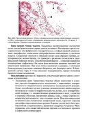 Пауков В.С. - Патологическая анатомия. Том 2