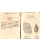Д.Л.Ваза. Карманный атлас по оперативной хирургии Д.Л.Ваза. Карманный атлас по оперативной хирургии