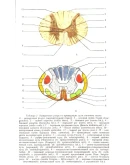 Анатомо-клинический атлас по невропатологии