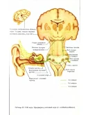 Анатомо-клинический атлас по невропатологии