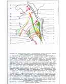 Анатомо-клинический атлас по невропатологии