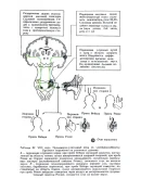 Анатомо-клинический атлас по невропатологии