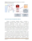 КЛИНИЧЕСКИЕ РЕКОМЕНДАЦИИ ДЕФИЦИТ ВИТАМИНА D У ВЗРОСЛЫХ: