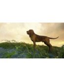 theHunter Call of the Wild Bloodhound Steam Ключ РФ+Мир