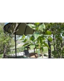 Willage АВТОДОСТАВКА STEAM GIFT РОССИЯ