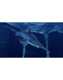 Depth - Quill Goblin Skin DLC STEAM GIFT RU Depth - Quill Goblin Skin DLC STEAM GIFT RU