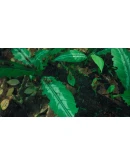 Empires of the Undergrowth Steam Gift Россия Empires of the Undergrowth Steam Gift Россия