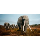 Animalia Survival Steam Gift Россия