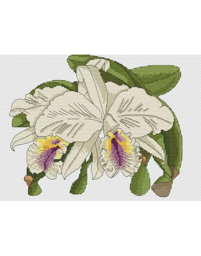 Эксклюзив. схема для вышивки крестом Орхидеи