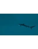 Ultimate Fishing Simulator 2 АВТОДОСТАВКА STEAM GIFT