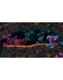 Macrotis: A Mother's Journey Xbox OneXS активация