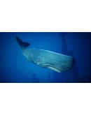 Maneater (Steam Gift Россия)