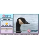 Salamander County Public Television Xbox активация