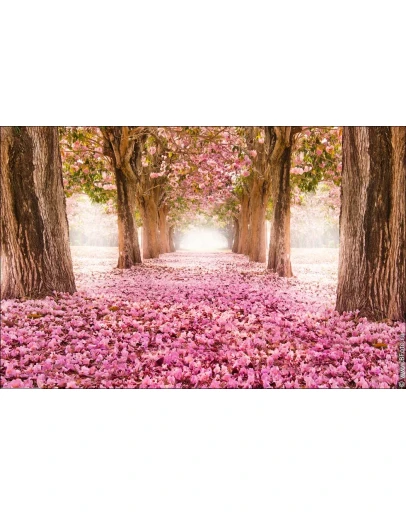 4631 фото цветущаяя аллея, весенний сад, фотобанк Bfoto