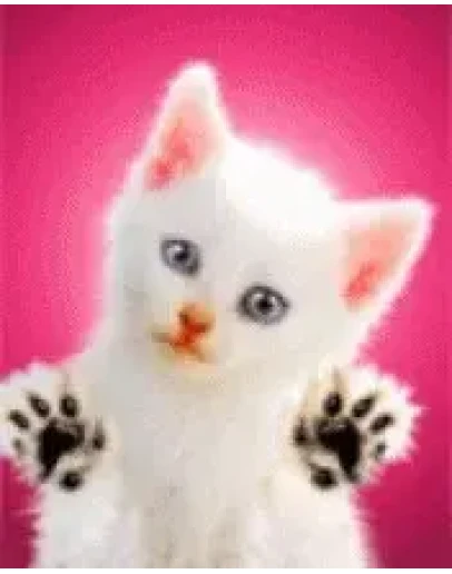 Котенок лижет экран gif ani