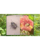 Insect Seeker STEAM KEY REGION FREE GLOBAL ROW +GIFT