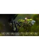 AntVentor Xbox One &amp Xbox Series XS активация