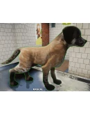 Animal Shelter (Steam Gift Россия)