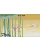 Ice Cream Surfer Xbox One &amp Xbox Series XS активация