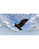 Eagle Hunting Journey STEAM KEY REGION FREE GLOBAL ROW