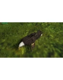 Eagle Hunting Journey STEAM KEY REGION FREE GLOBAL ROW