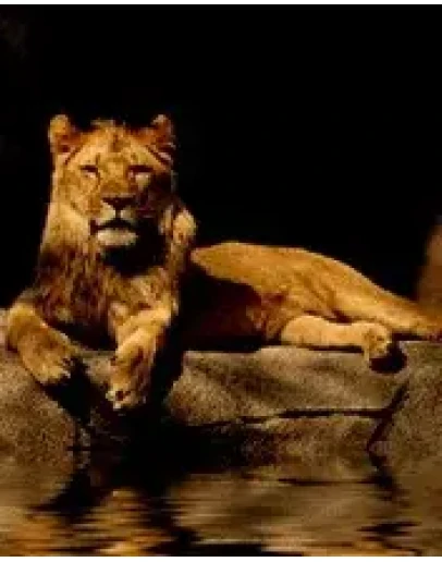 Новая Анимация для мобильных 176х220 ani gif