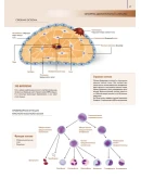 Билич, Лукашанец, Мазур: Анатомия человека.