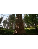 Redwood forest for game ready Redwood forest for game ready