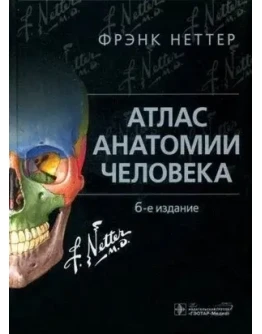 Атлас анатомии человека Фрэнк Неттер 7 изд