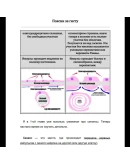 Поясни за гисту. В простых для студента словах, схемах