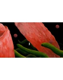 The Master's Pupil АВТОДОСТАВКА STEAM GIFT РОССИЯ