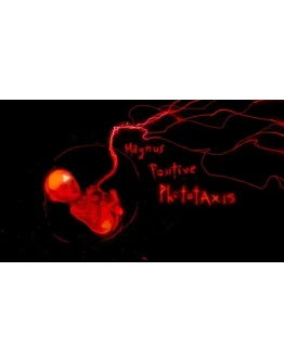 Magnus Positive Phototaxis Steam РУ+UA+KZ+СНГ