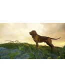 THEHUNTER: CALL OF THE WILD - BLOODHOUNDXBOXКЛЮЧ