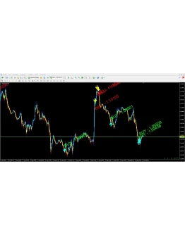 Forex ZUBR