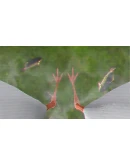 IBIS AM АВТОДОСТАВКА STEAM GIFT РОССИЯ