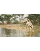 Animalia Survival * STEAM RU АВТО 0