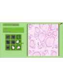 Animal Shelter - Vet Clinic DLC * STEAM RU АВТО 0