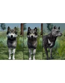 WolfQuest Anniversary - Building Character Pack DLC