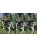 WolfQuest Anniversary - Building Character Pack DLC